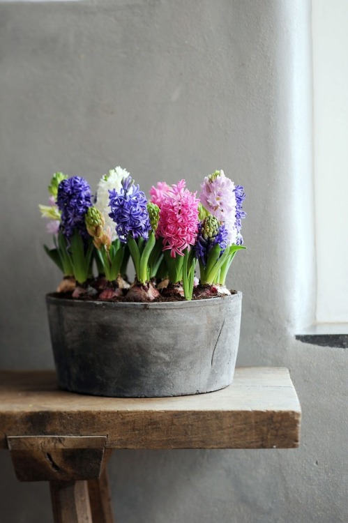 syflove:hyacinths