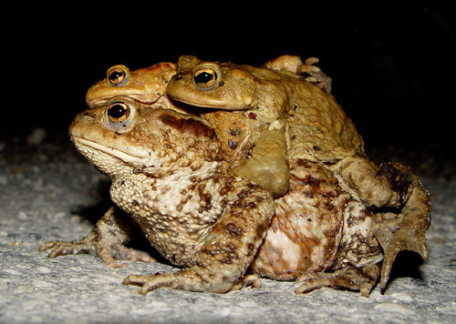 toadschooled:Scoot over! Two male European common toads [Bufo...