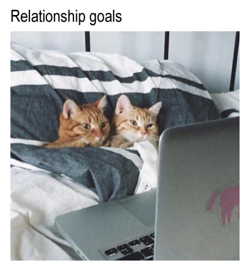 relationship goals dating relationships in bed funny humor cats funny animal pictures