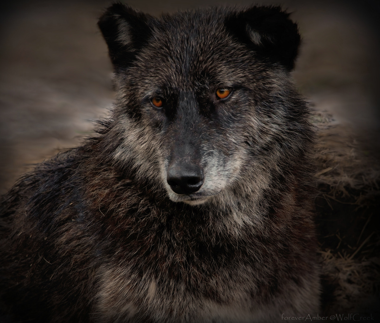 волк альфа самец фото