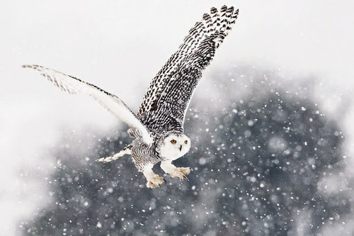 snow owl on Tumblr
