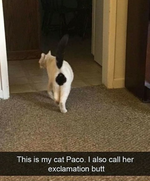 bringmecatsposts