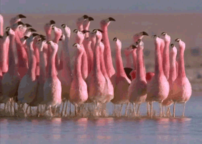 Au collège non plus ce n’est pas la joie. Elle éprouve une certaine antipathie envers les filles populaires du collège qu’elle appelle les flamants roses. It’s not really so joyful at high school either. She seriously dislikes the cool girls of her...