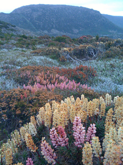 field of flowers | Tumblr
Flower Fields Tumblr