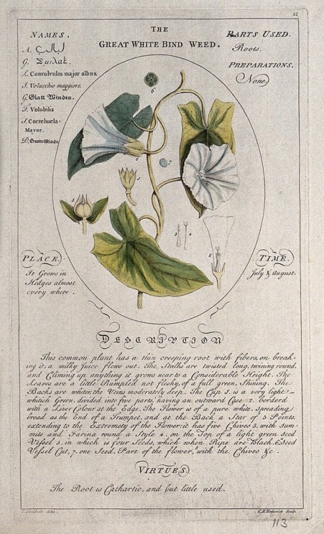 heaveninawildflower:Botanical illustrations (London, 1759) by...