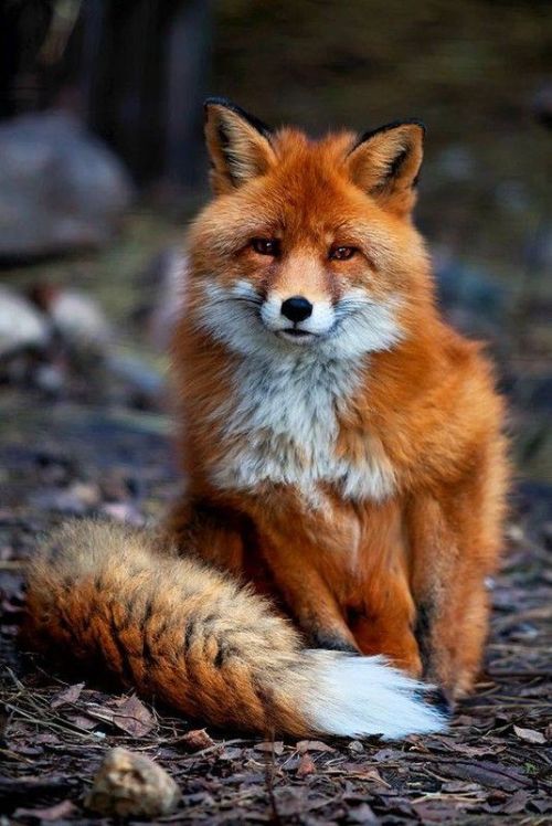 earthlynation:Red Fox. Source