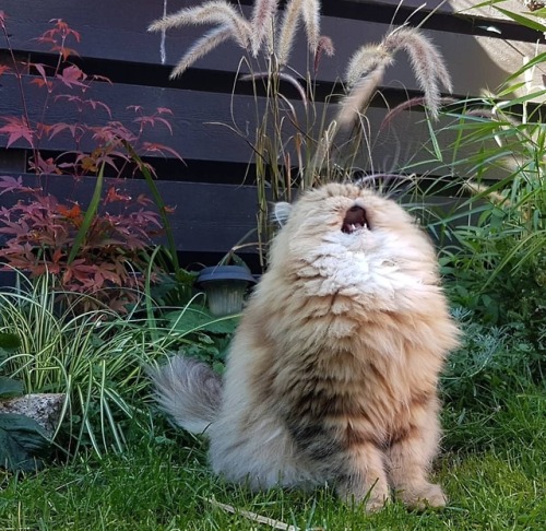 awwsocuteanimals:I shall sing you the song of my people