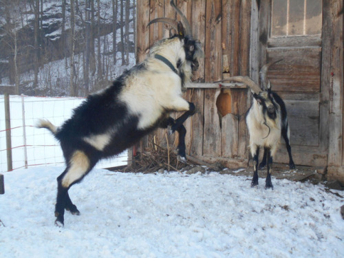 ainawgsd:Peacock Goats are also known as “Pfauenziege” Their...