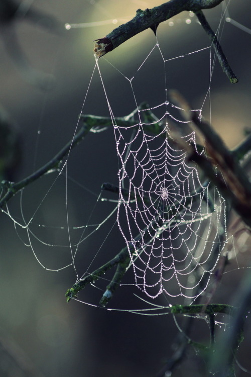 r2–d2:Morning Cobwebs