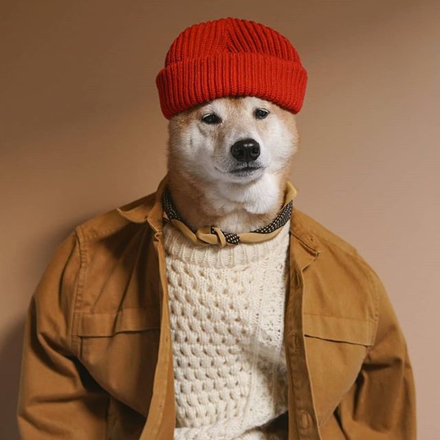 Menswear Dog