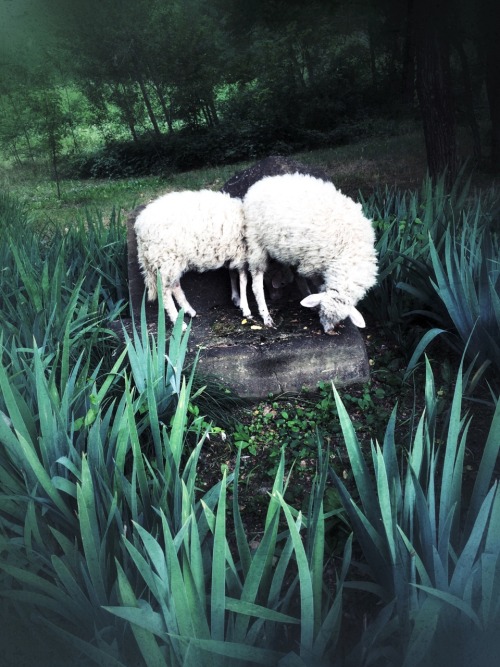 Lambs on the rock - Photo by Maria Cecilia Camozzi