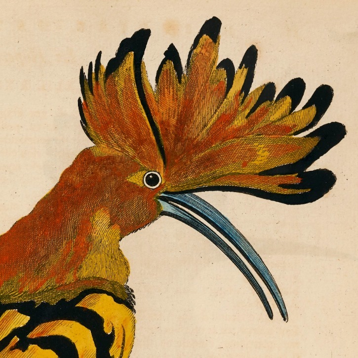 Eleazar Albin
â€œL'Histoire naturelle des oiseauxâ€ (1750)