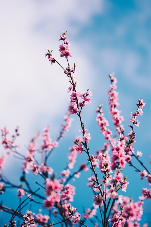 curators on tumblr nature photography floral spring pink