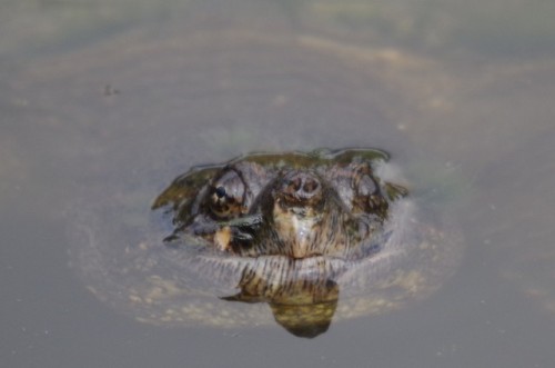 boy-warbler:Snapping turtle today at the Evergreen Brickworks....