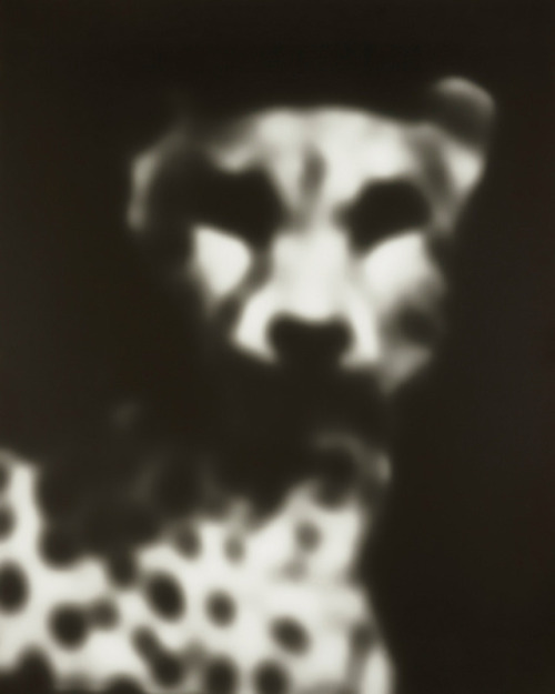 thisobscuredesireforbeauty:Robert Stivers. Cheetah, Guépard,...