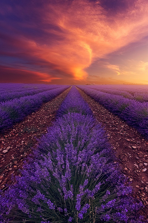 The Living... — italian-luxury: Lavender Fields inValensole,...