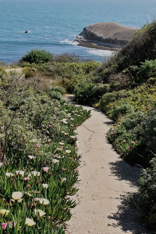 sea daisies | Tumblr