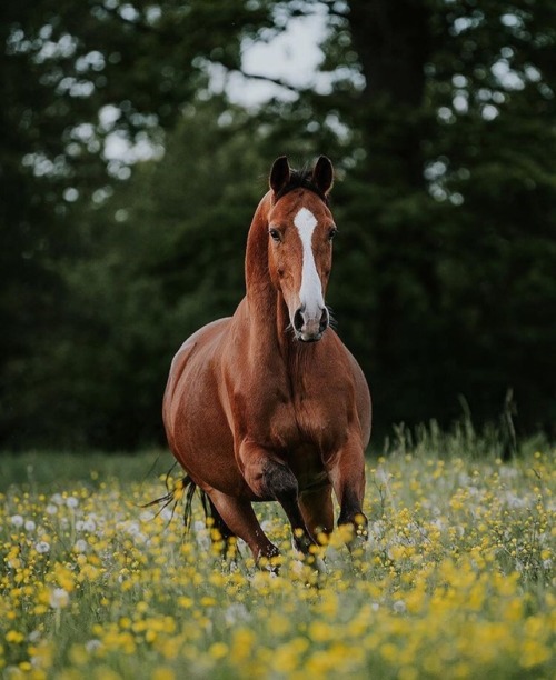 rhianalexandraa:Equine by Wengdahl