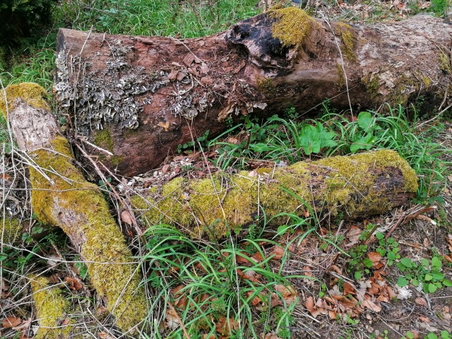 I’ve been scouting the forest for a while to find suitable partially-rotted logs to try hügelkultur, having finally cleared all...
