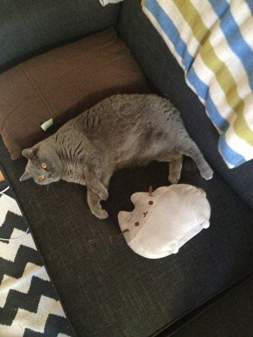 vneilv:When Baby met Pusheen.