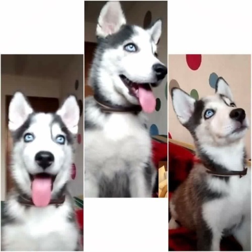 siberianhuskys:My baby Zafiro 