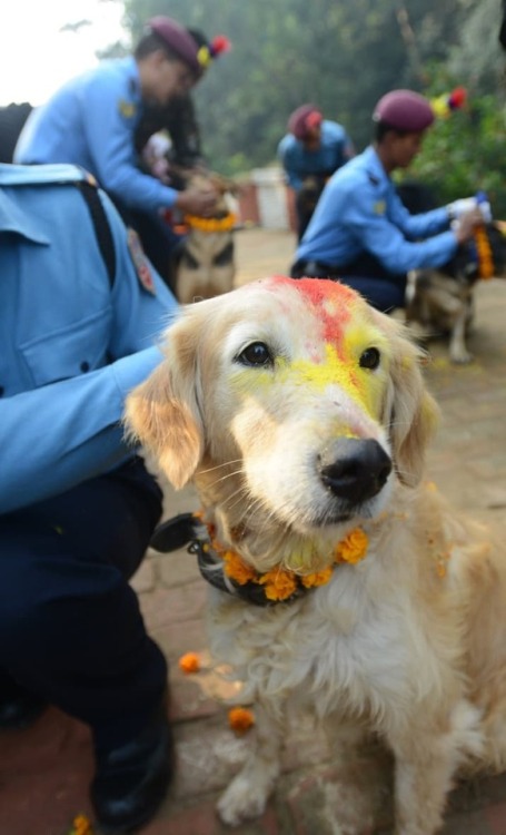 doggosource:The annual Tihar festival in Nepal has a day...