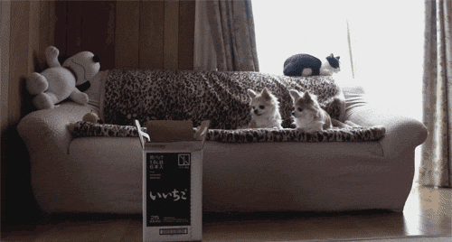 Topic des chats - Page 35 Tumblr_mqnp12C6VA1szkhbzo1_500