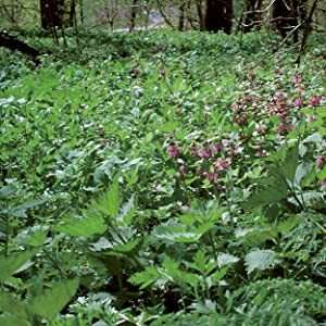 Essbare Wildpflanzen in Fülle vor unserer Haustüre