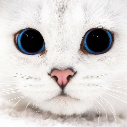 aww-so-pretty