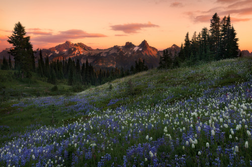 banshy:Mt. Rainier National Park // Majeed Badizadegan