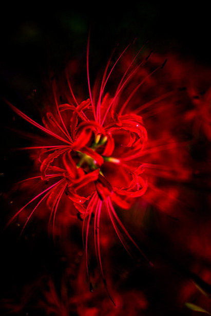 lifeisverybeautiful:Red Spider Lily via GANREF