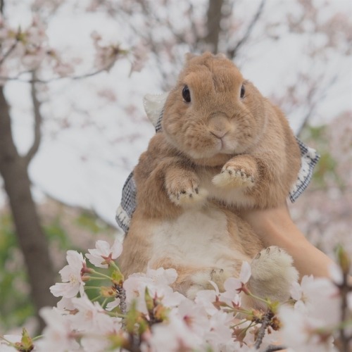 littlebunnyblueofspace:atraversso:Cute bunny- posted by...