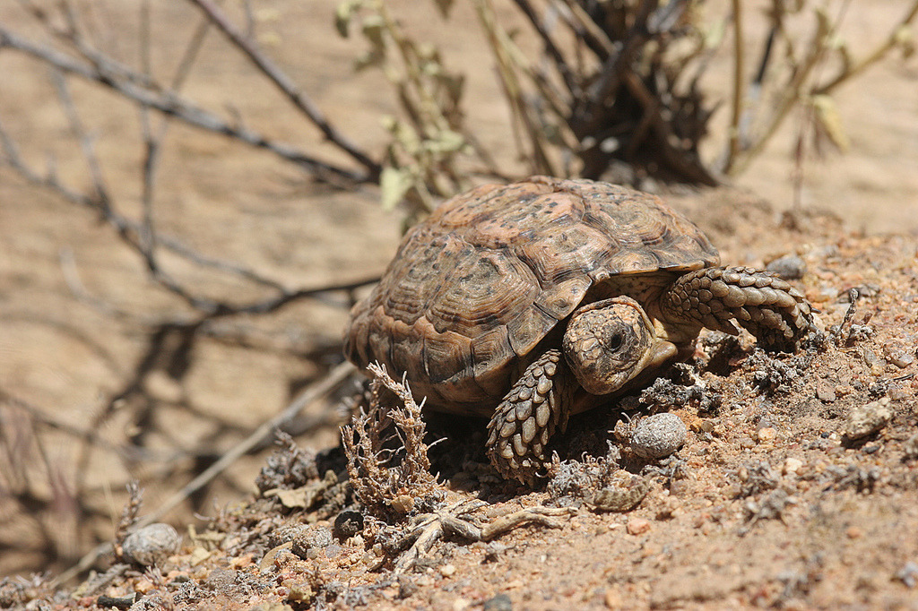 Alpha Centauri • astronomy-to-zoology: Speckled Tortoise (Homopus...