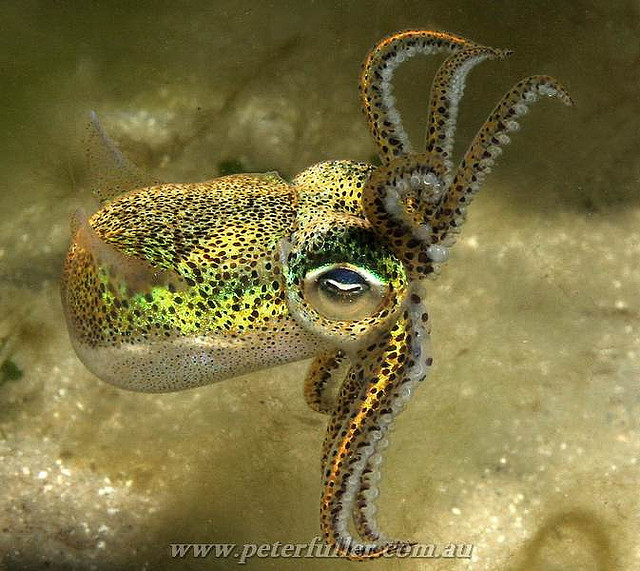 Nature And More Southern Dumpling Squid Euprymna Tasmanica