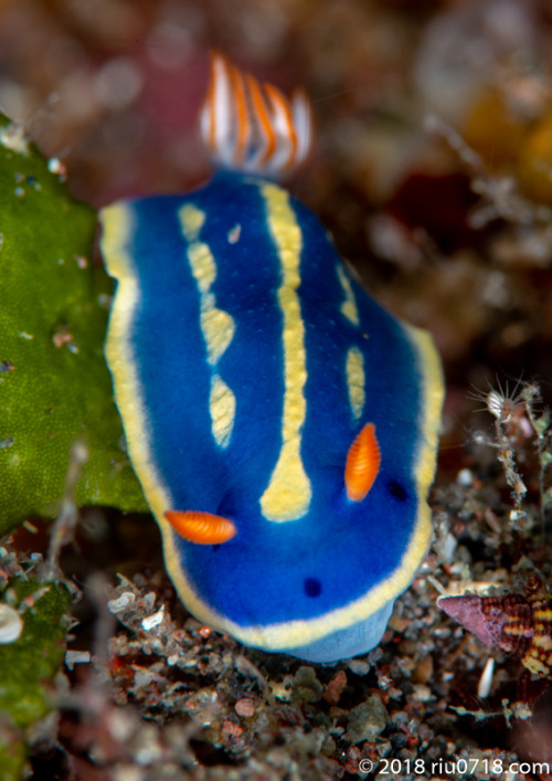 アオウミウシHypselodoris festiva (A.Adams, 1861)