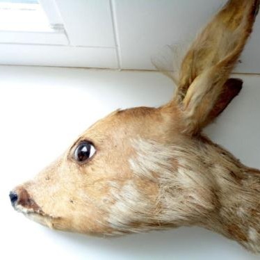 Mátame, camión! (El Tópic de la Taxidermia Chunga) - Página 8 Tumblr_pdxmgcVKu31u37m3k_400