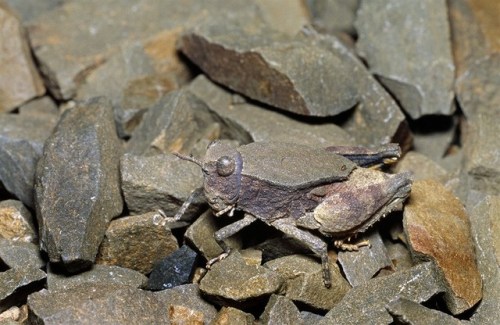 end0skeletal:Bug Camouflage1. Shale Grasshopper2. Giant...