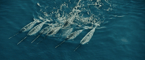 narwhal gif tumblr