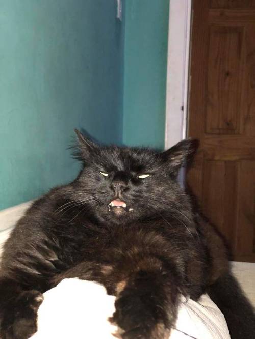 catsbeaversandducks