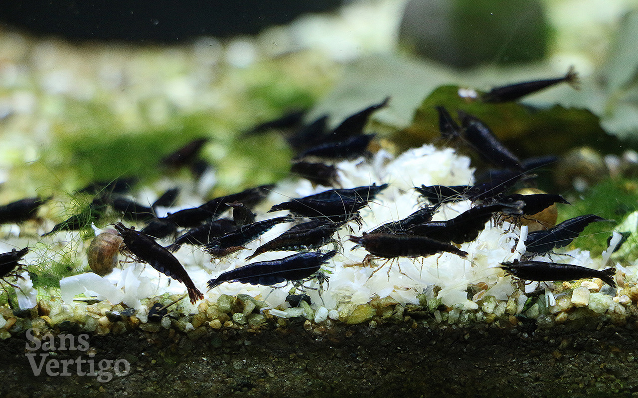 Untitled — sansvertigo: Black Cherry Shrimp Neocaridina...