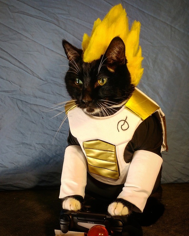 cat cosplay