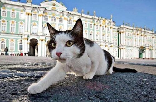 chernobrka:hermitage museum’s cat employees, saint-peretsburg,...