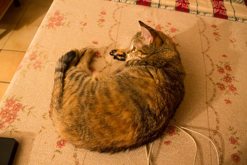 only-cats-photos