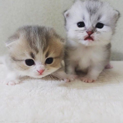 kitty-cutie-pie-cat