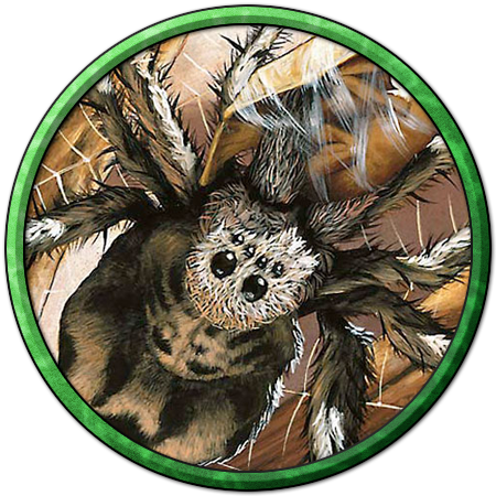 Giant Wolf Spider Dd Wolf Spider. 