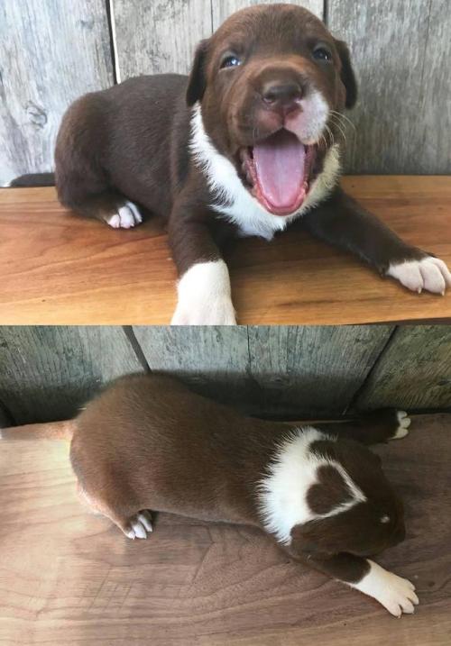 cutefunnybabyanimals