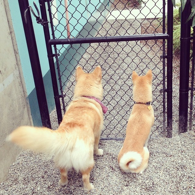 Compton The Husky Corgi Mix My Shiba Friend Huskycorgi