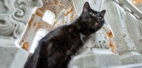 chernobrka:hermitage museum’s cat employees, saint-peretsburg,...