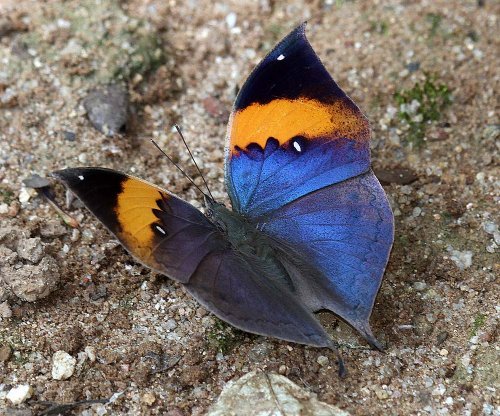 Beauty Rendezvous - Orange Oakleaf (Kallima inachus siamensis)