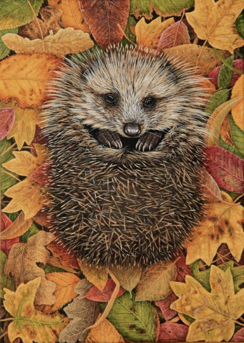 pagewoman:Hedgehog in Autumn Leaves ~ Robert E Fuller